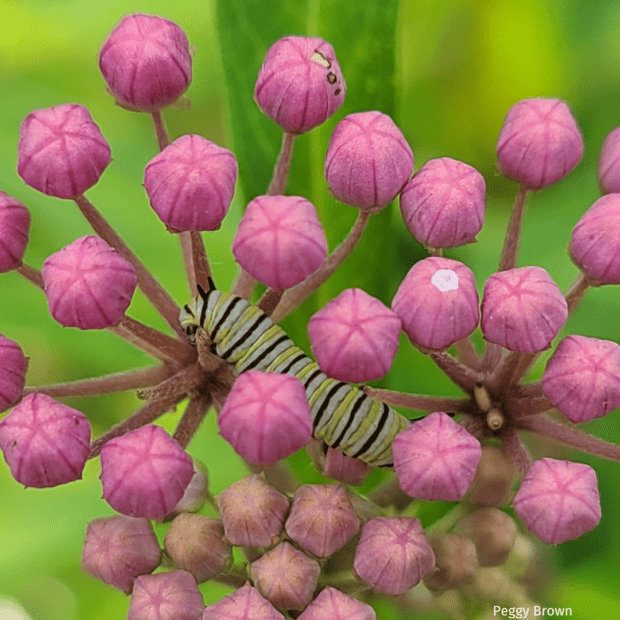 A chunky caterpillar rests among flower buds.