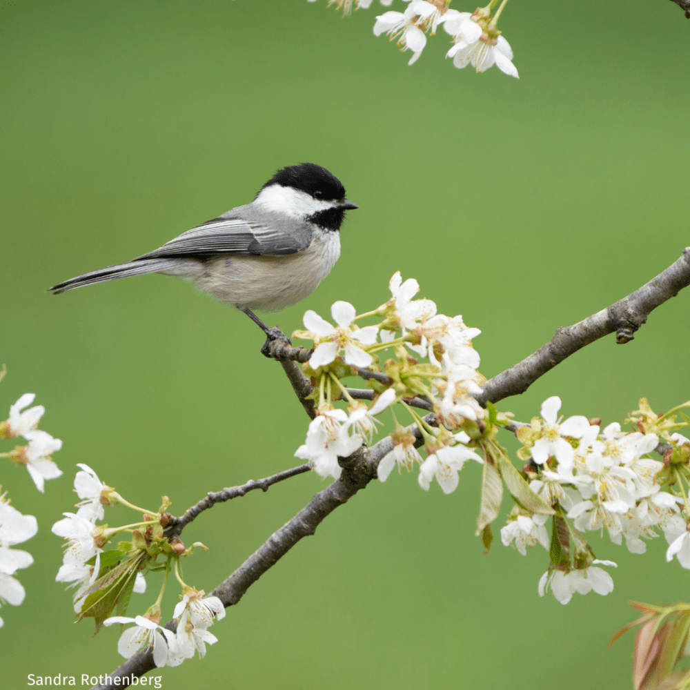 A small white, gray, and black bird sits on a flowering tree branch. The flowers are white.