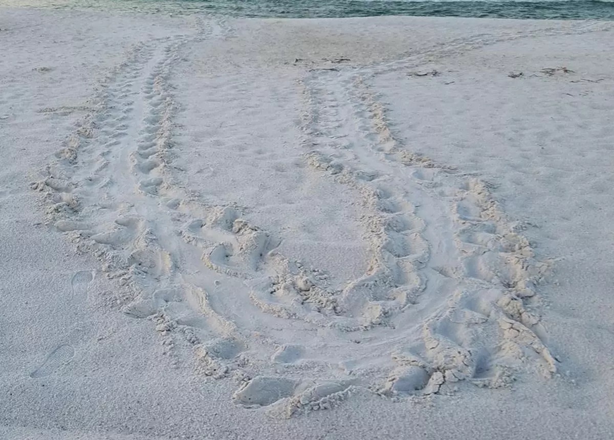 Animal prints making a U-turn in the sand.