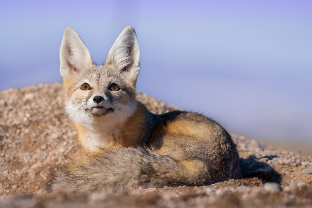 An orange and brown-gray fox with large ears lays in the sand.