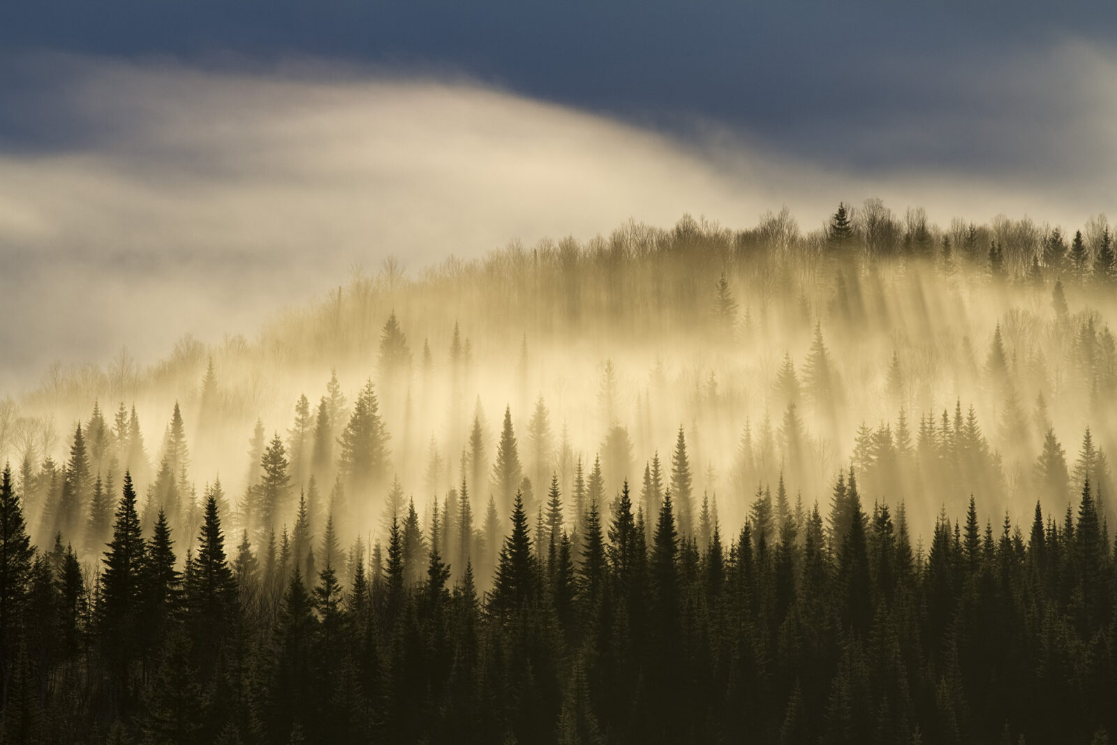 Tall trees on a mountain are surrounded by a misty, white fog.