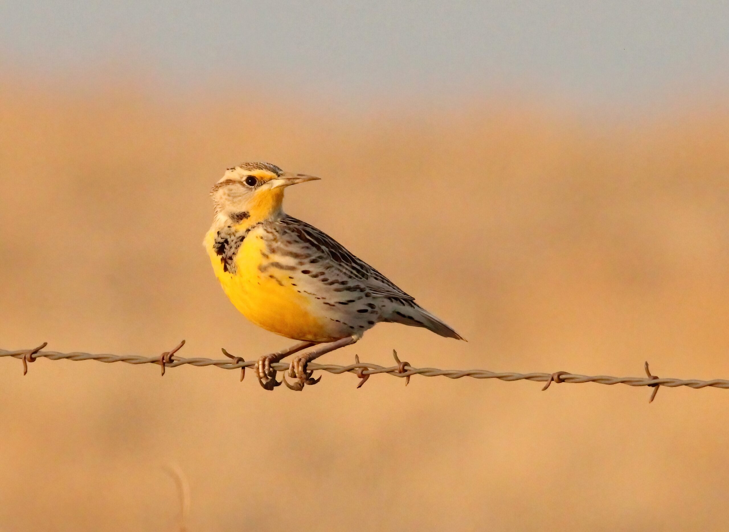 A yellow and brown-gray bird perches on a barbed wire fence.