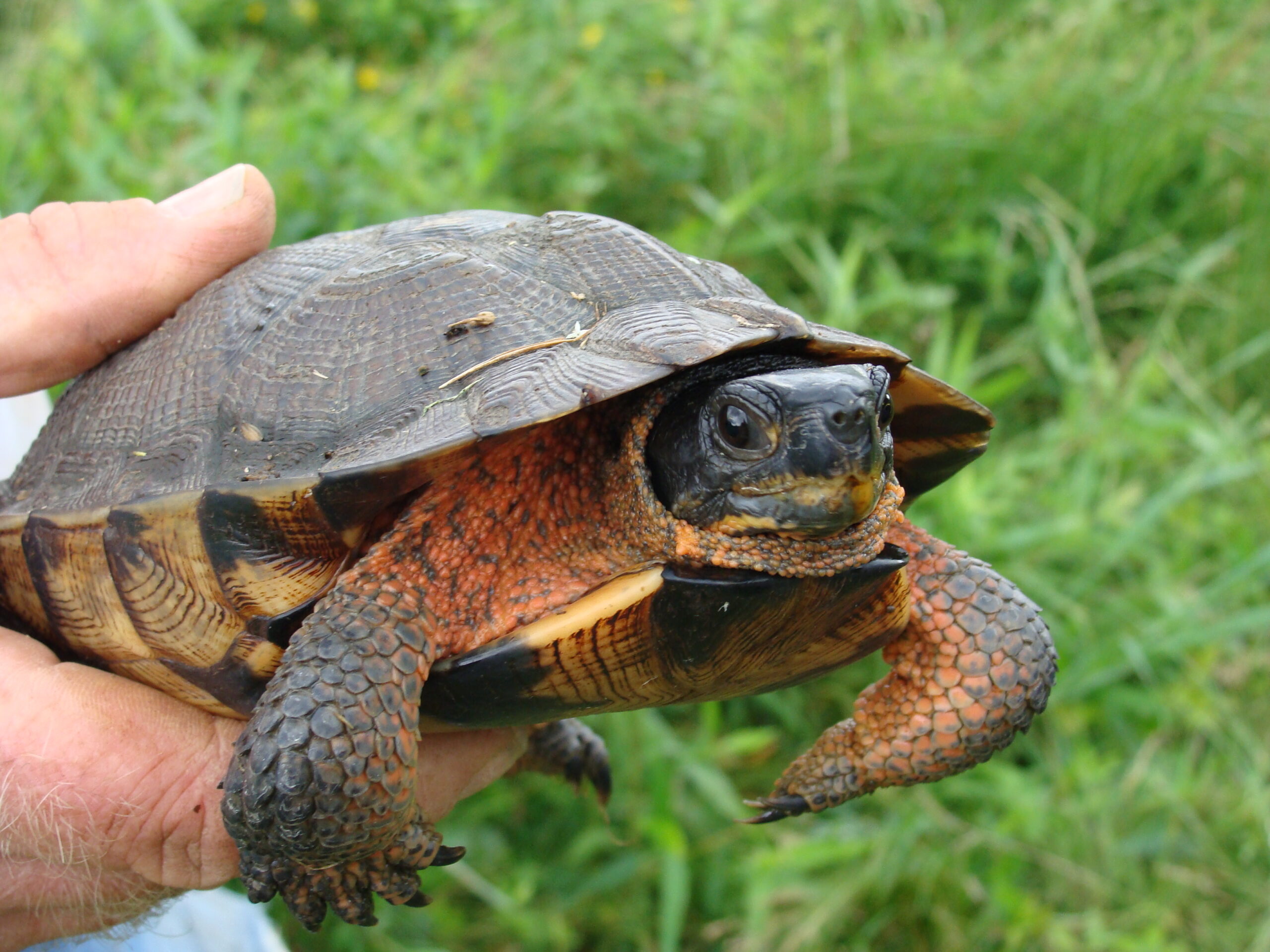 A brown and orange turtle.