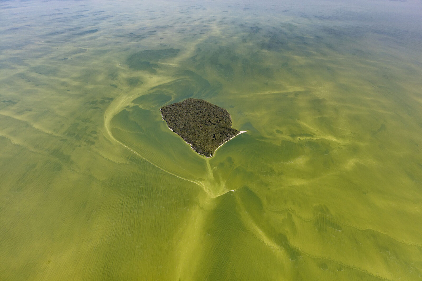 Aerial view of Lake Erie; an intense green algal bloom can be seen over a large portion of the lake.