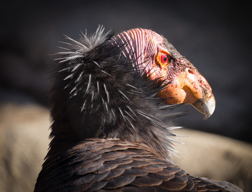 A seemingly large bird with black and brown feathers, a bald face, and a hooked beak.