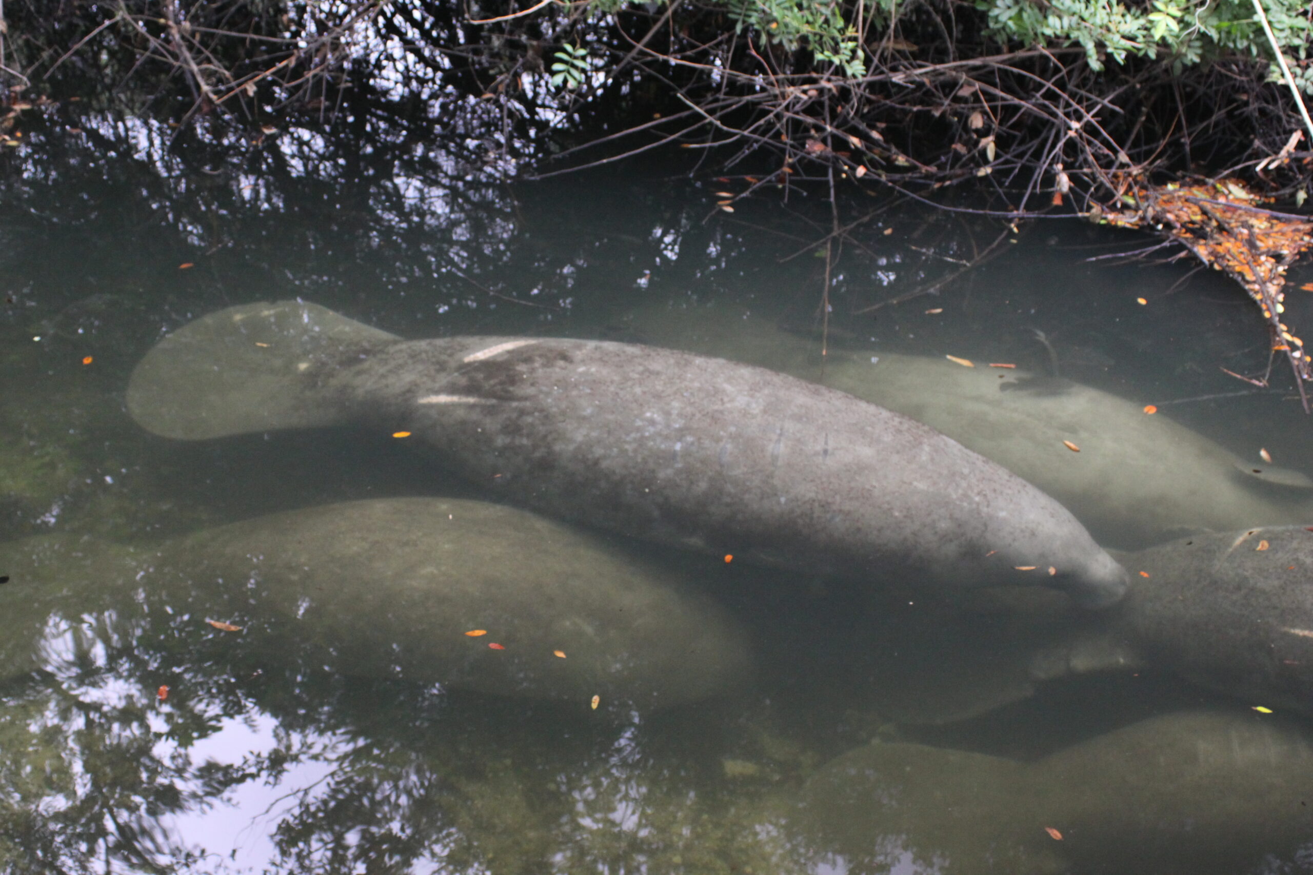 A group of manatees can be seen underwater.