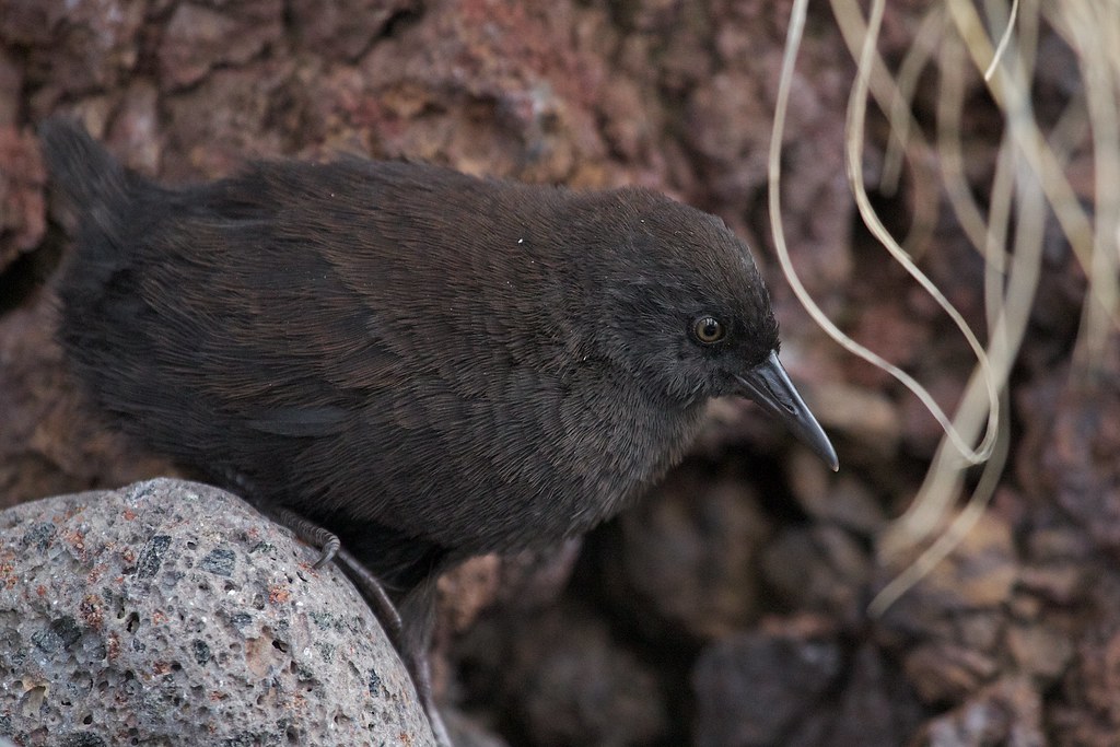 A black bird with a black beak perches on a rock.