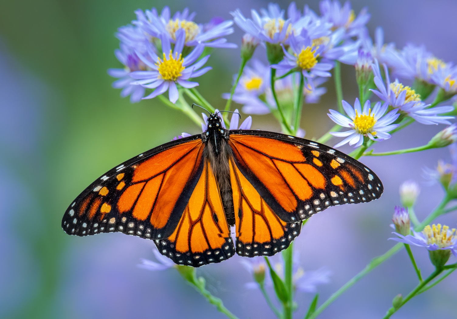 A monarch butterfly, perched on a bunch of flowers, splays its wings.