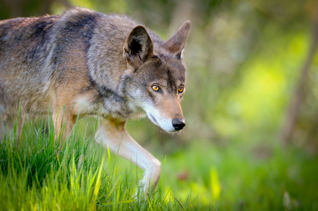 A wolf with gray, brown, and white fur is seen walking through grasses.