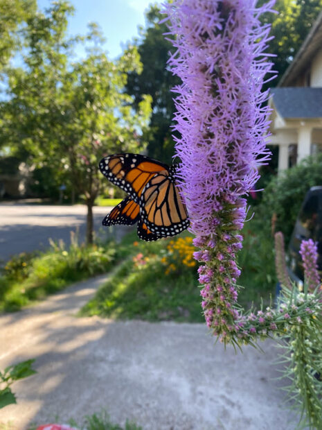 Six Ways To Save Monarchs • The National Wildlife Federation Blog