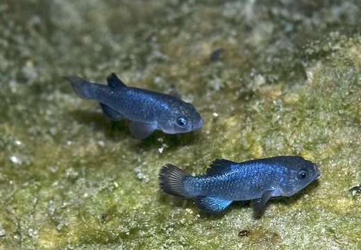 Two small blue and black fish are seen near each other.