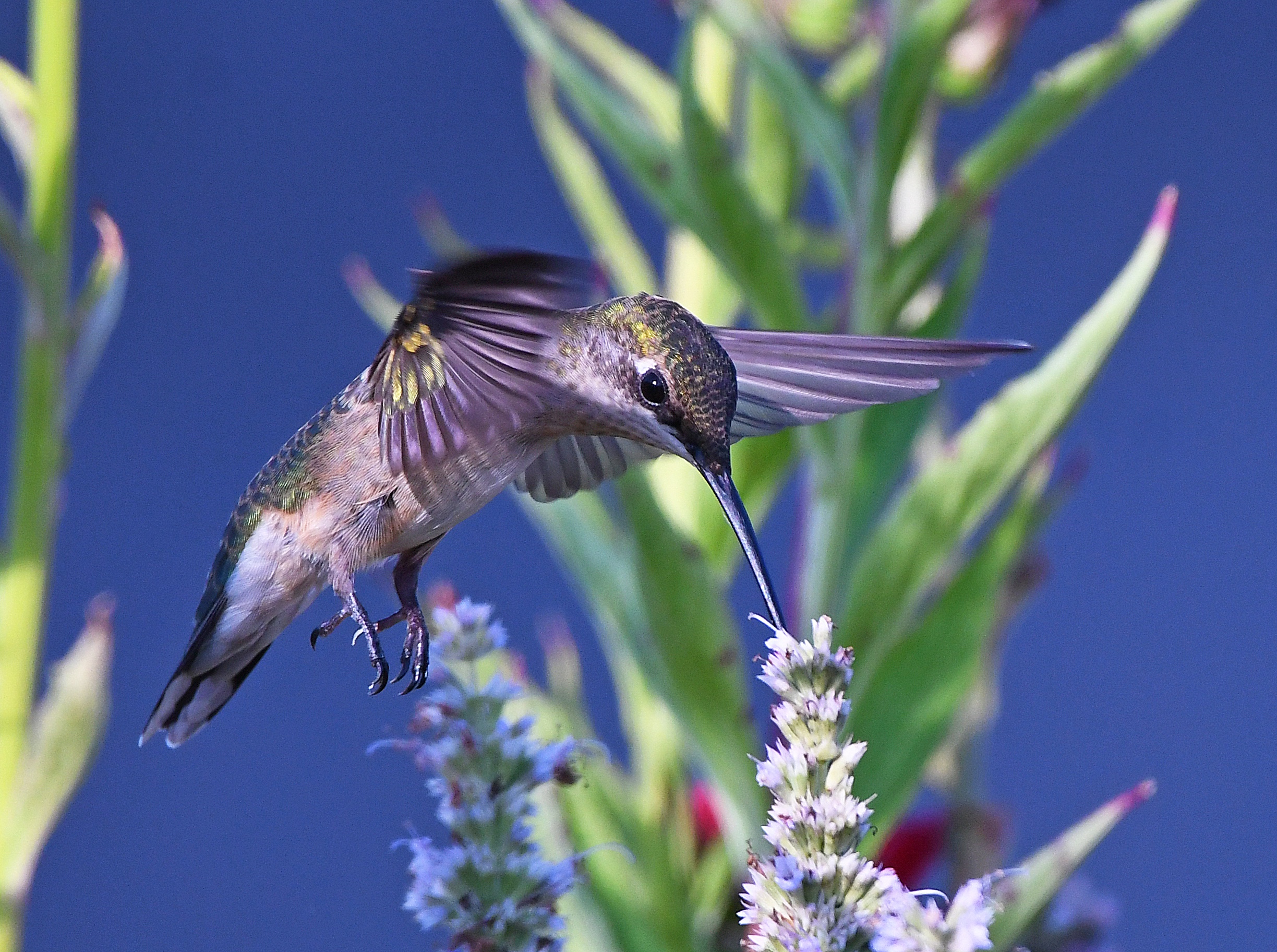 A hummingbird hovers next to a flower, beak extended into its petals.