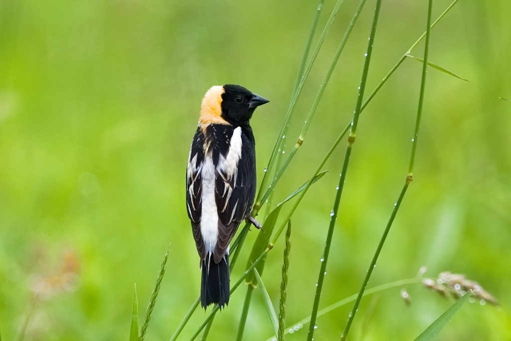 A black, white, and yellow bird perches on some tall grasses.