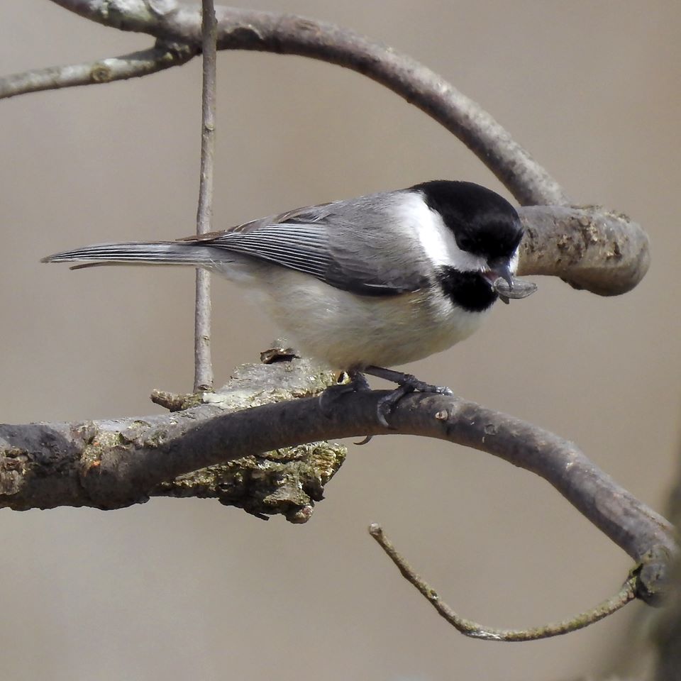 A small black, white, and gray bird perches on a branch.