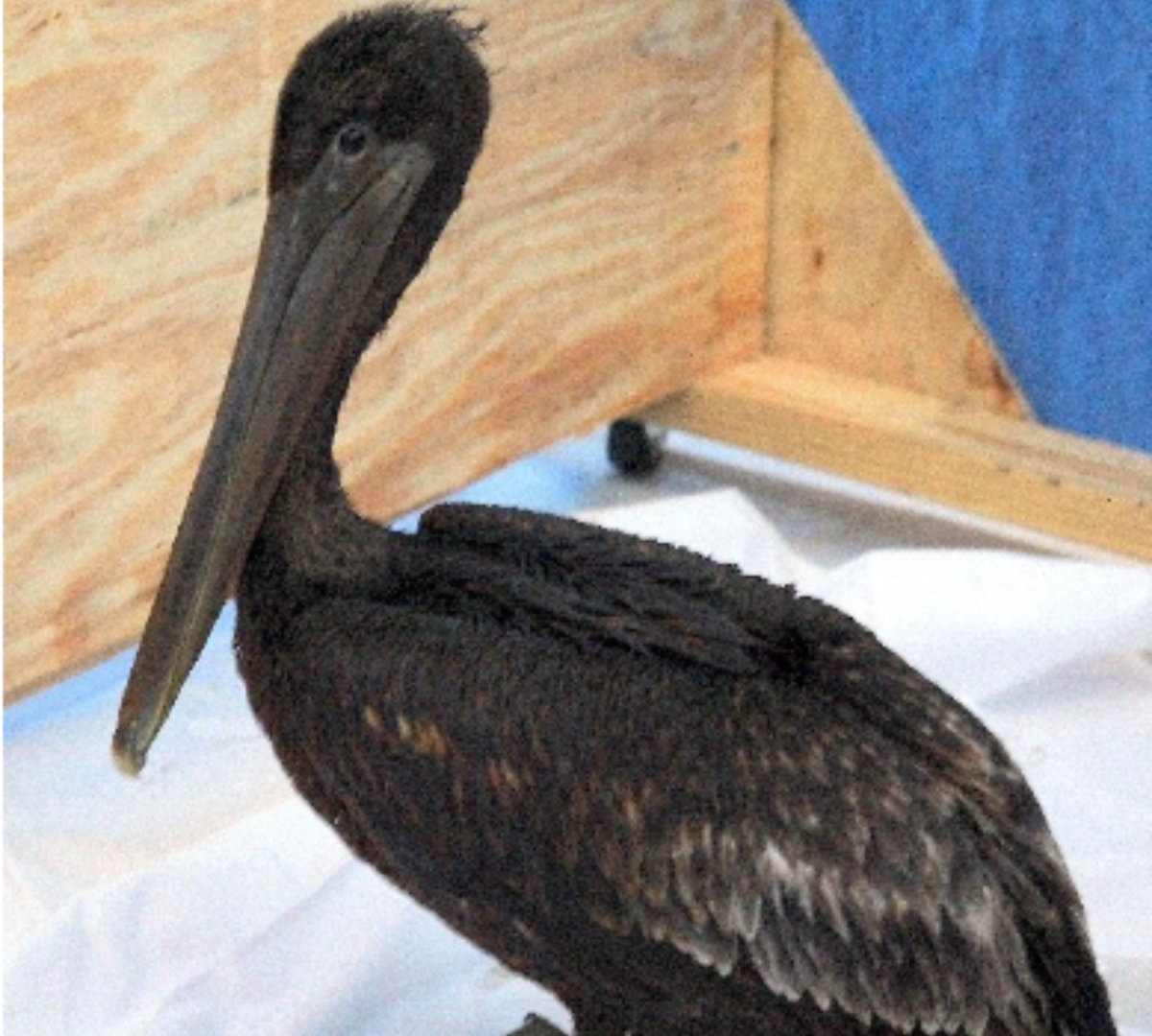 A pelican covered in a brown/black substance.