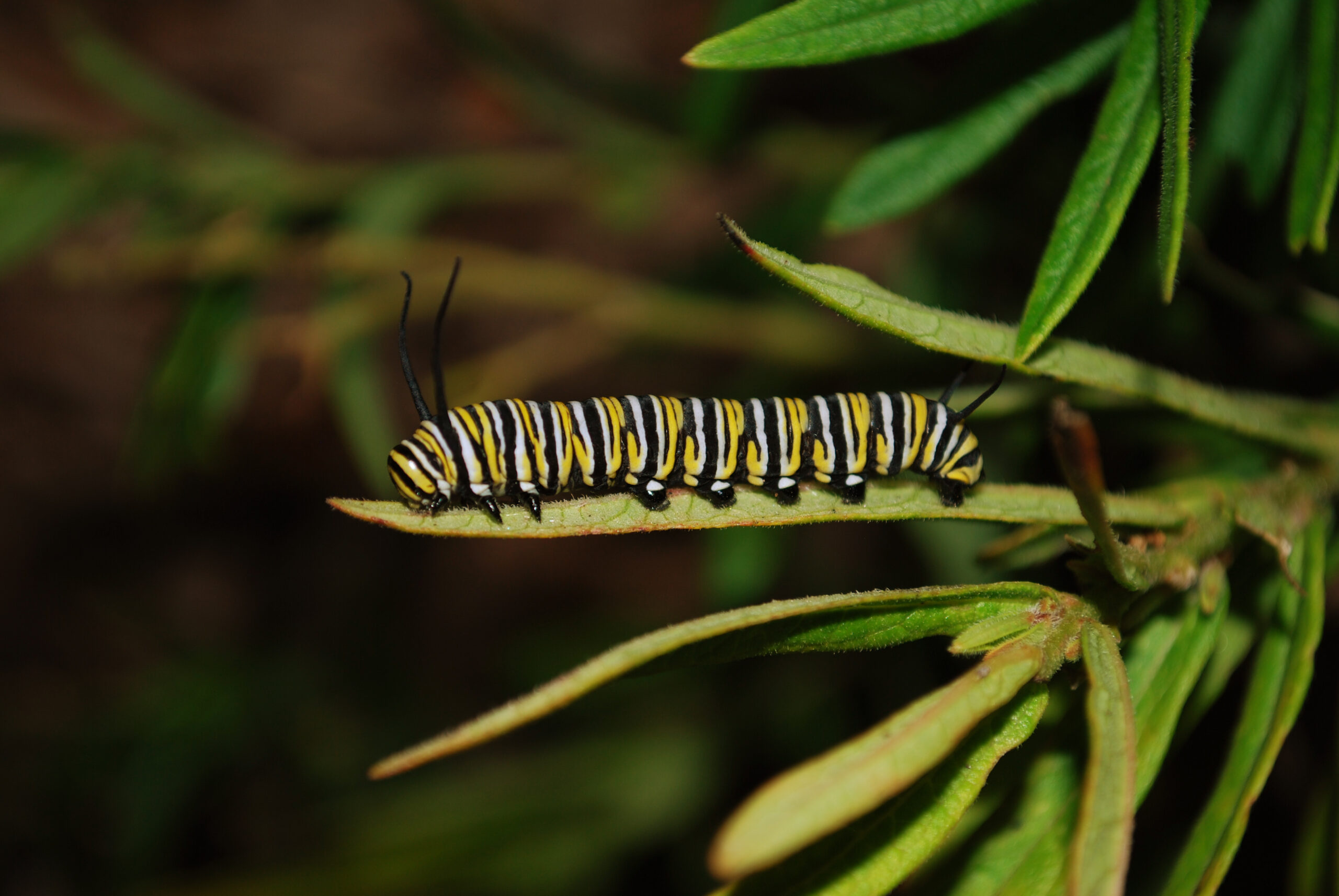 A striped caterpillar rests on a plant.