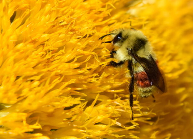 Pollinator Week: Birds, Bees, & Everything in Between - The National ...
