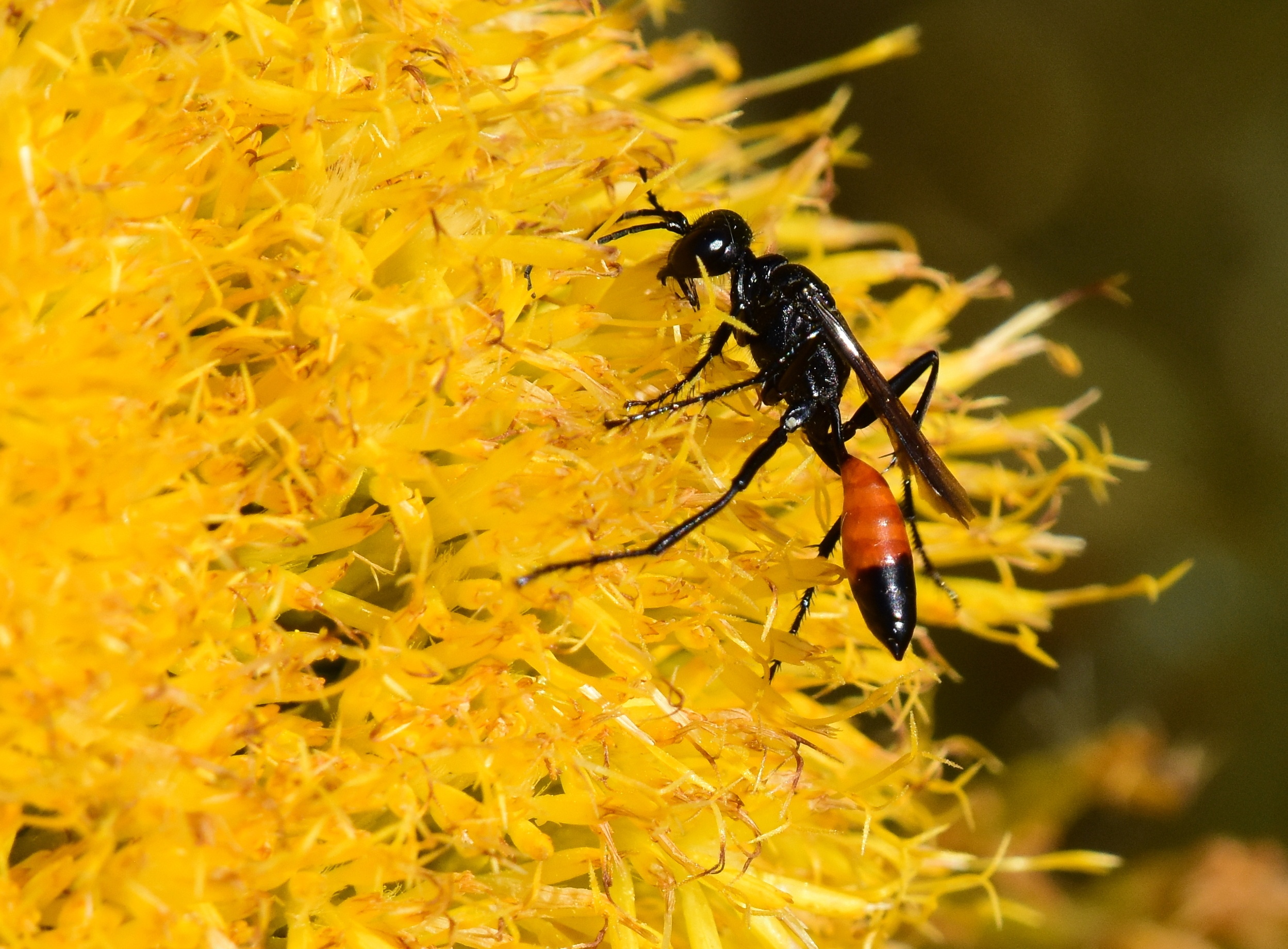 A wasp with a yellow-orange band on its lower abdomen rests on a yellow flower.