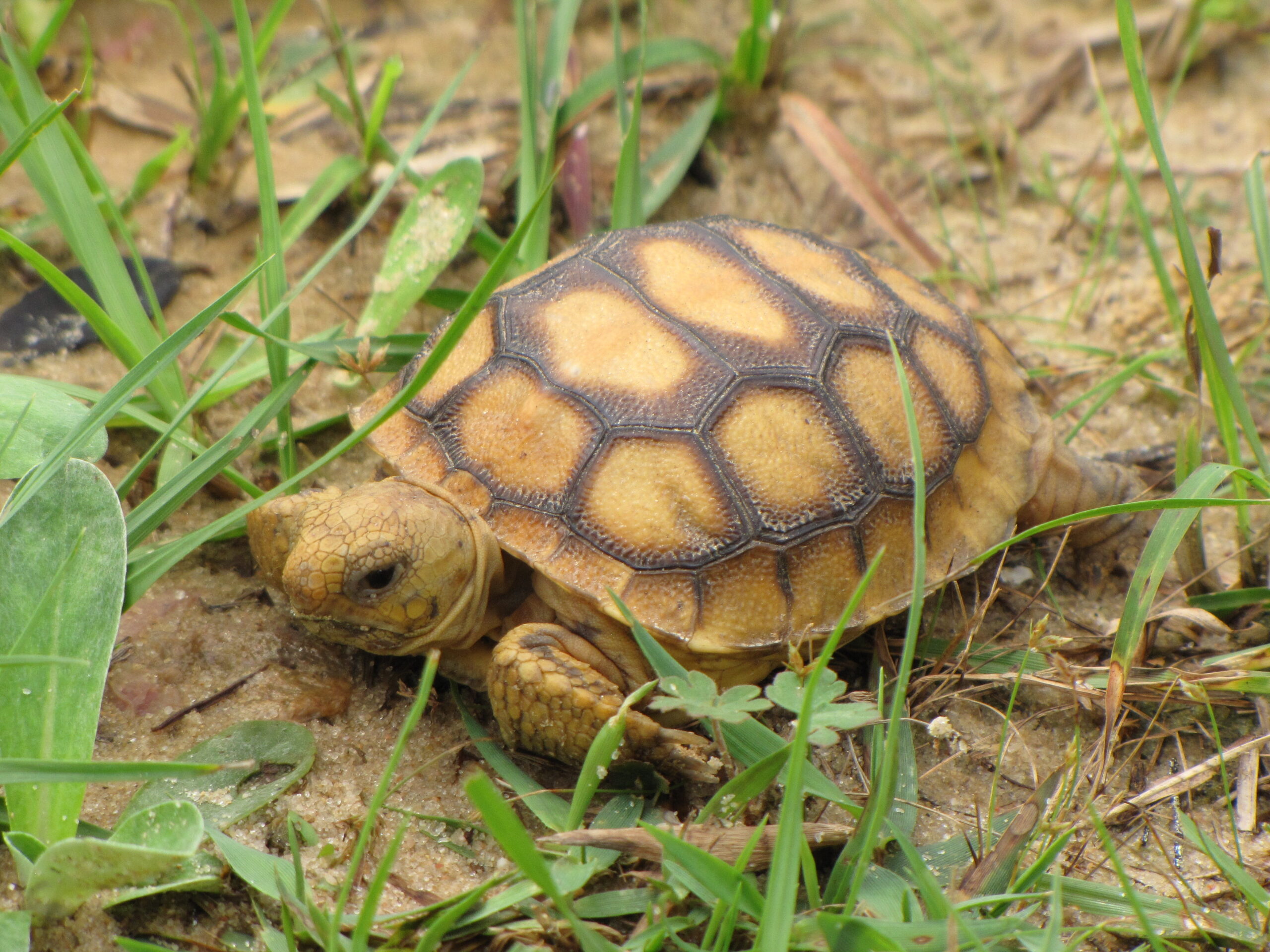 A tan and brown turtle rests on the ground.