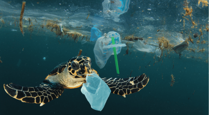 Sea turtle swimming amongst plastic waste. Photo by Rich Carey