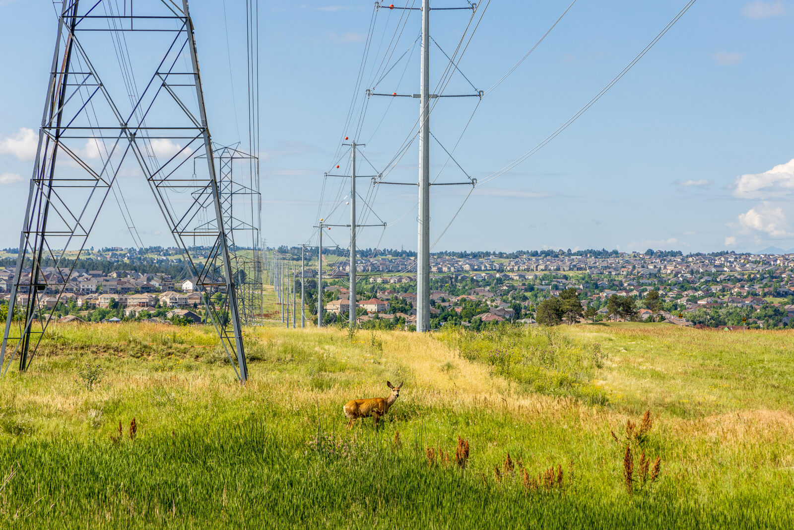 A deer grazes in a meadow among transmission lines.
