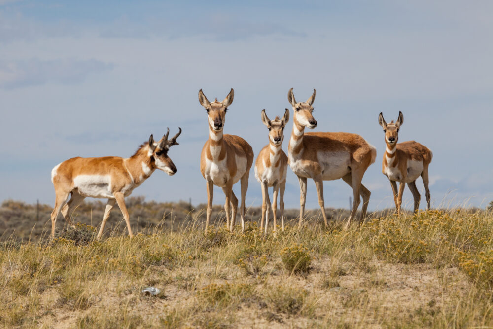 A group of pronghorn in a field of grasses.