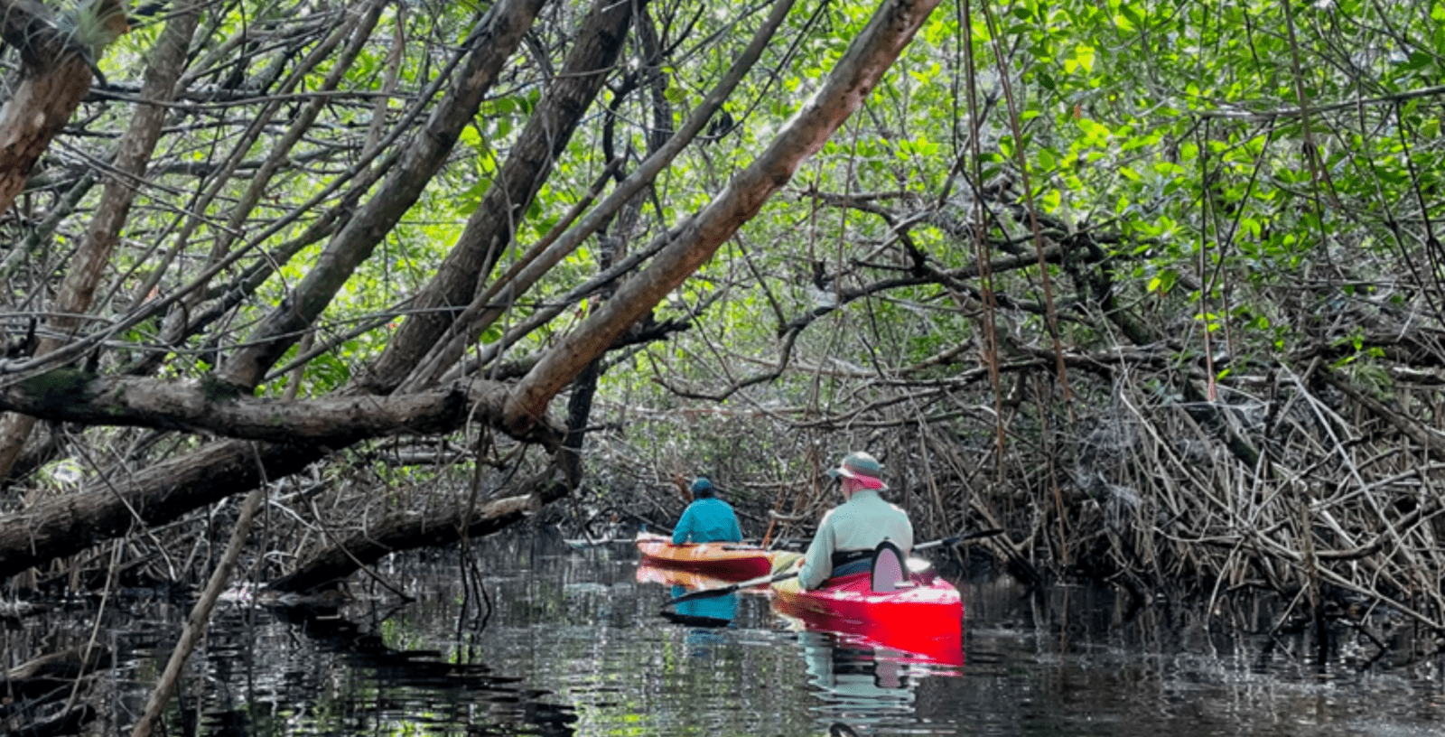 Kayaking through Turner River mangrove tunnels. Credit: Glenn Watkins