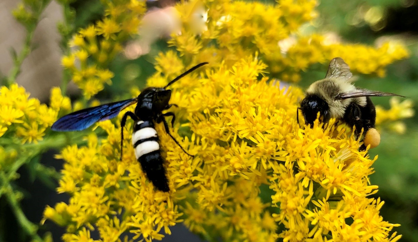 A bee and a wasp rest on the same yellow flower bunch.