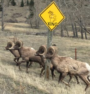 A group of four bighorn sheep walk past an "animal crossing" sign.
