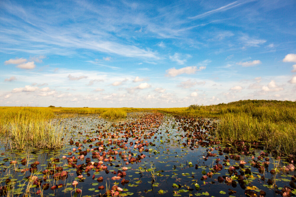 Unique Plants and Wildlife Found in America's Everglades - The National ...