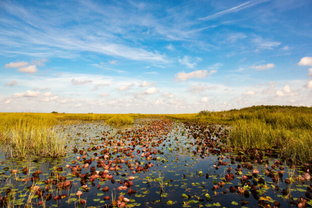 Everglades Credit: Kaila Drayton