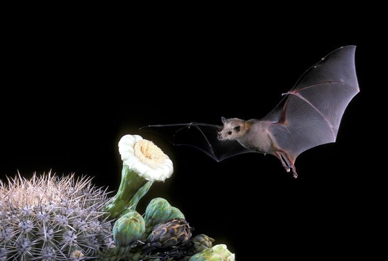 A bat in flight is about to land on a flower.
