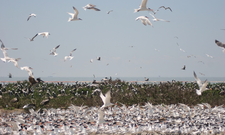 Hundreds of birds can be seen both on land and in water. Dozens of them are taking flight.