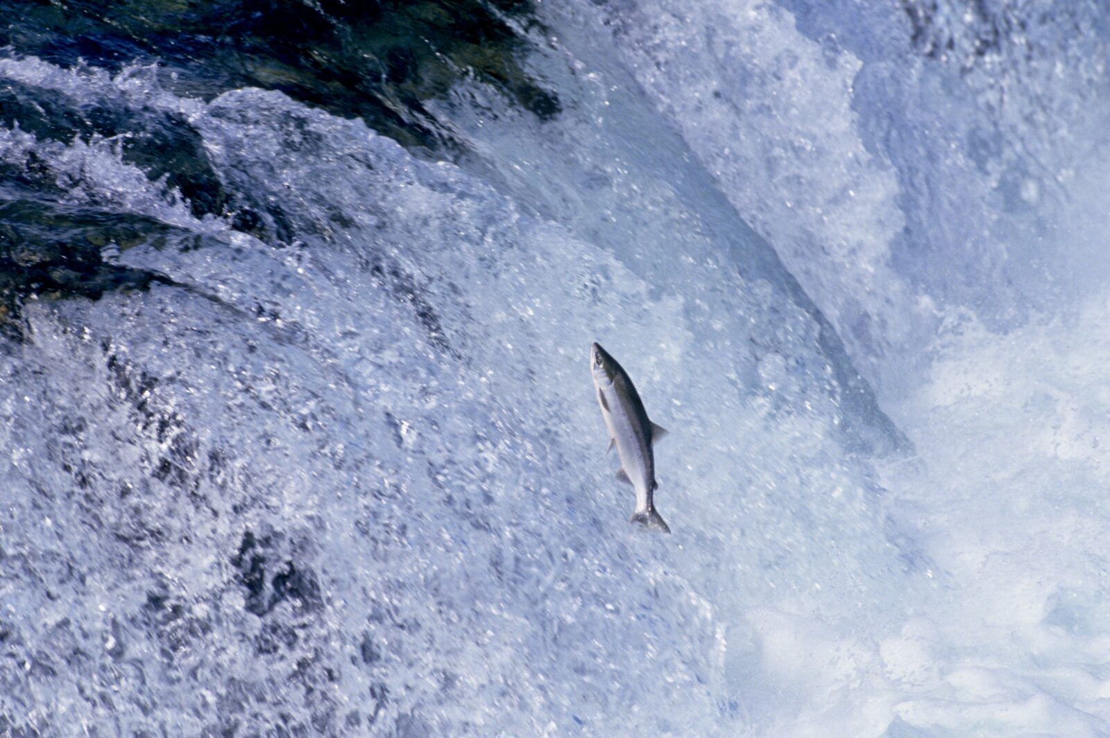 A salmon jumps out of falling water.