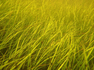 Manatees And Meadows: The Remarkable Seagrass Habitats Of The Florida ...