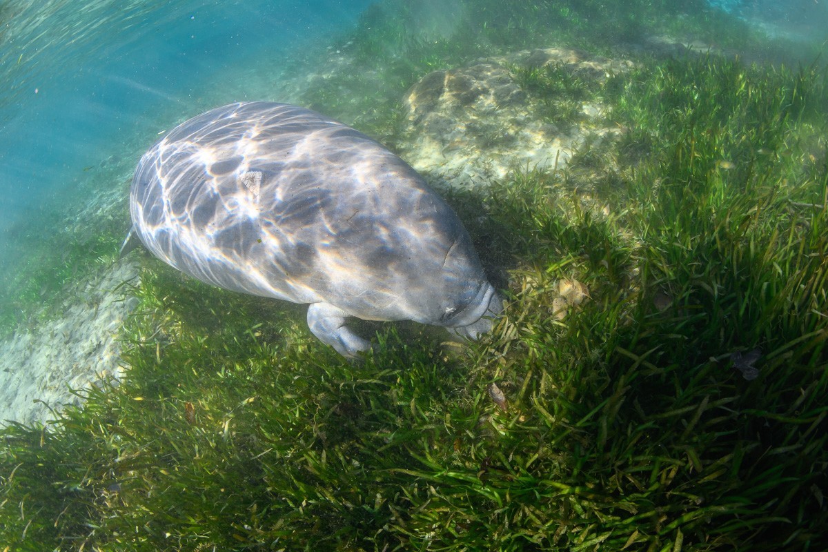 A gray manatee floats near underwater seagrass.