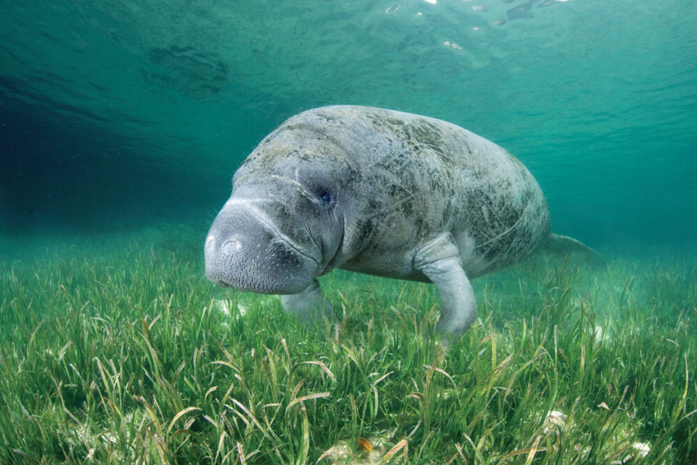 A gray manatee floats just above the ocean floor.
