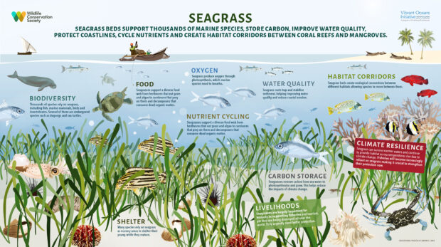 Seagrasses  National Wildlife Federation