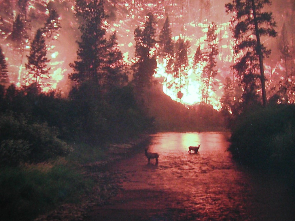 Two elk stand in a river, seemingly escaping a wildfire raging behind them.