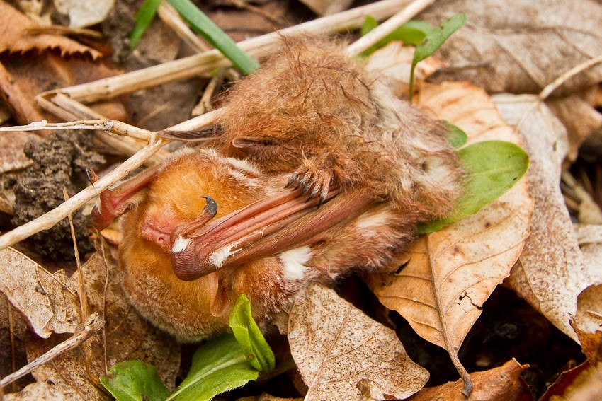 A small brown bat lays face-up on the forest floor.