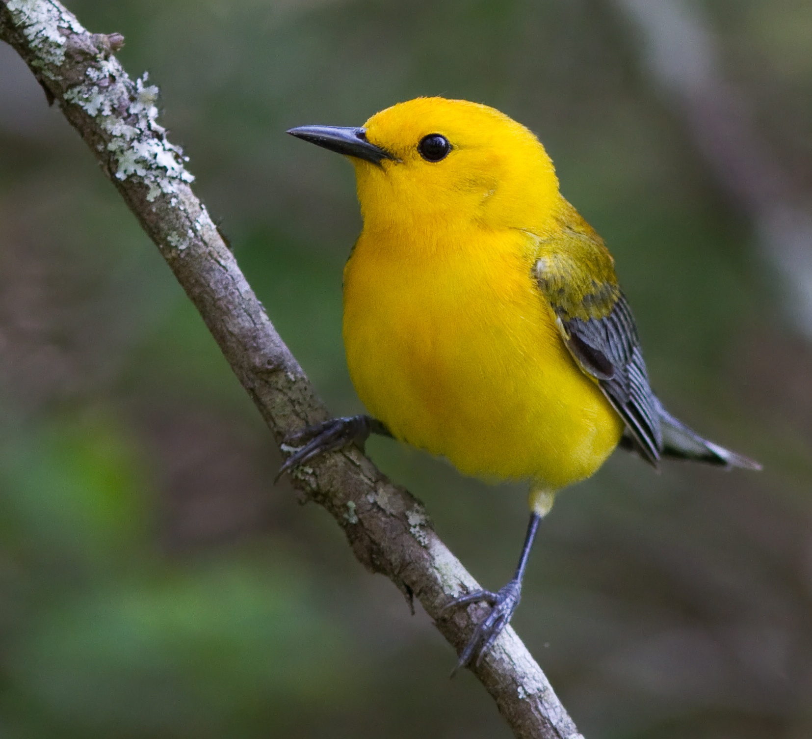 A bright yellow bird with beady black eyes perches on a branch.