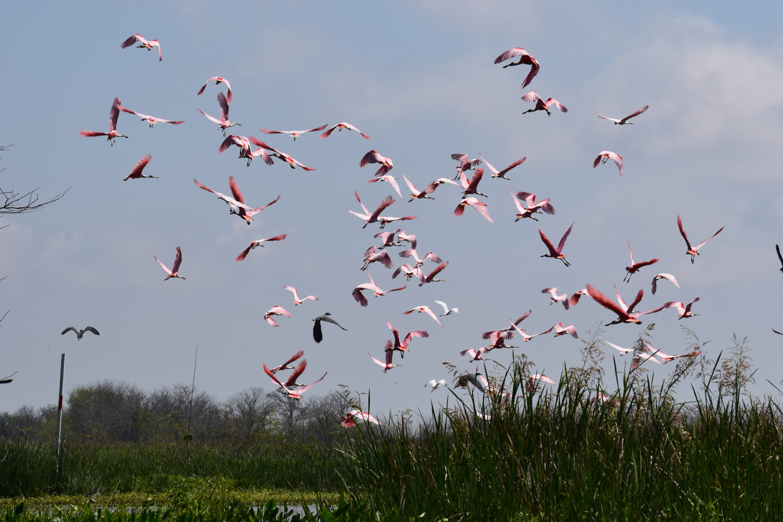 A flock of pink birds fly over marshland.
