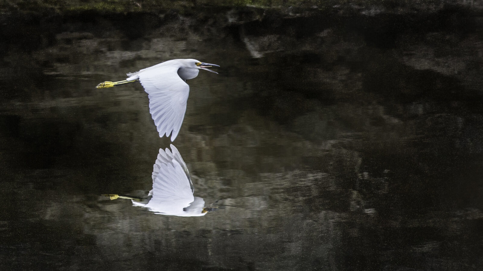 A white bird with yellow beak and legs flies over water.