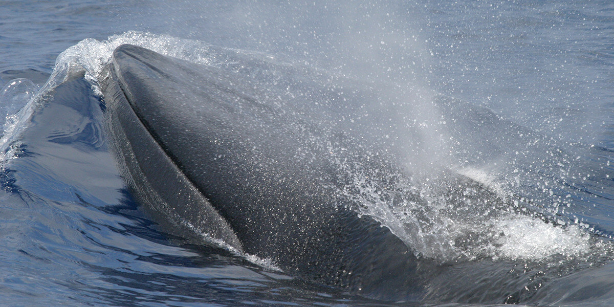 A large gray whale begins to surface from the water.