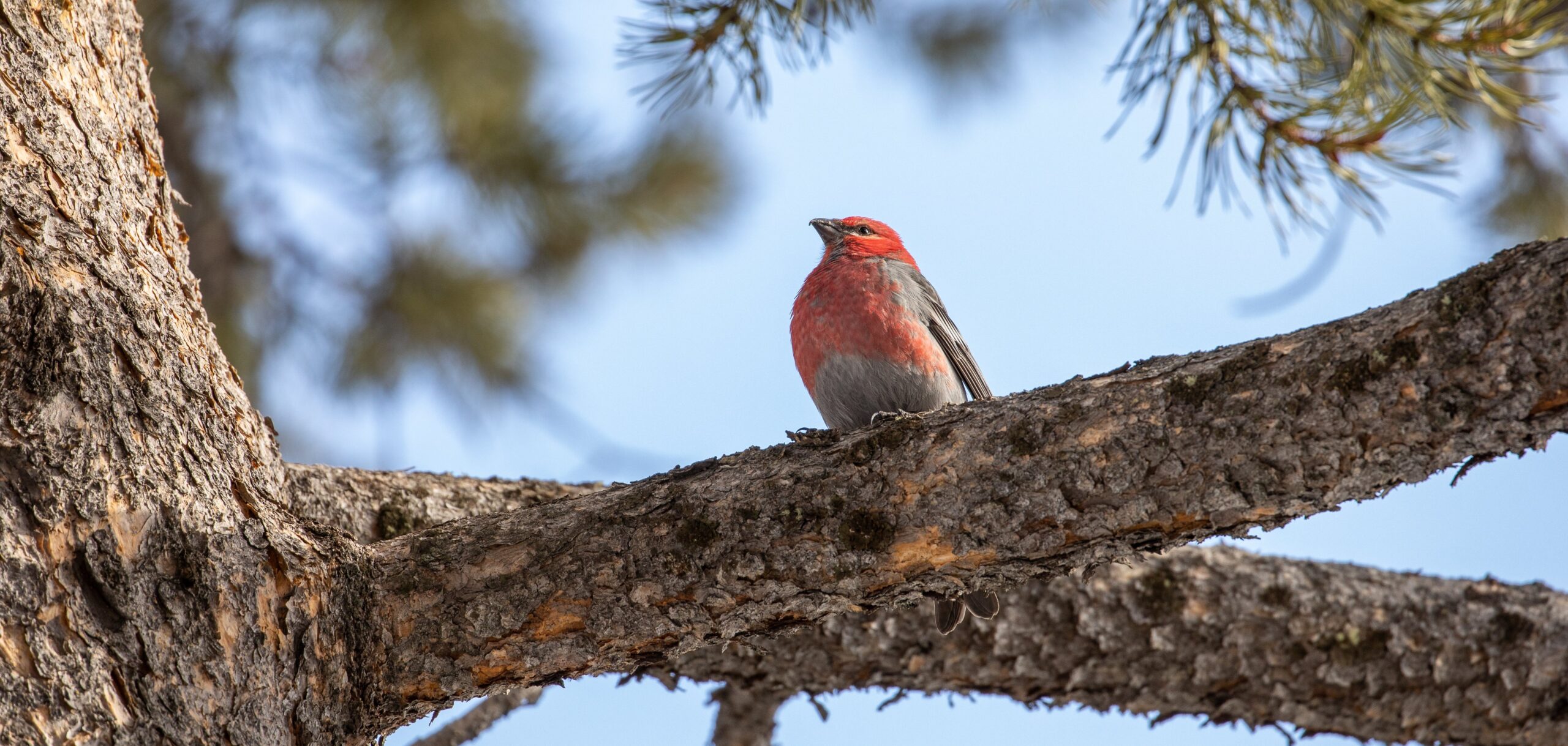 An orange-ish pink bird perches on a tree branch.