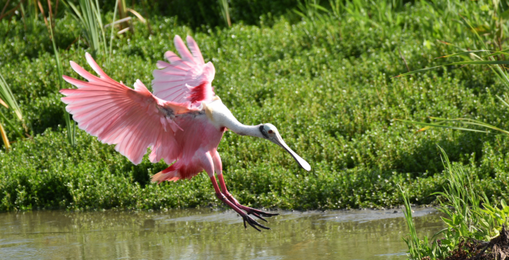 A large pink bird descends into water.