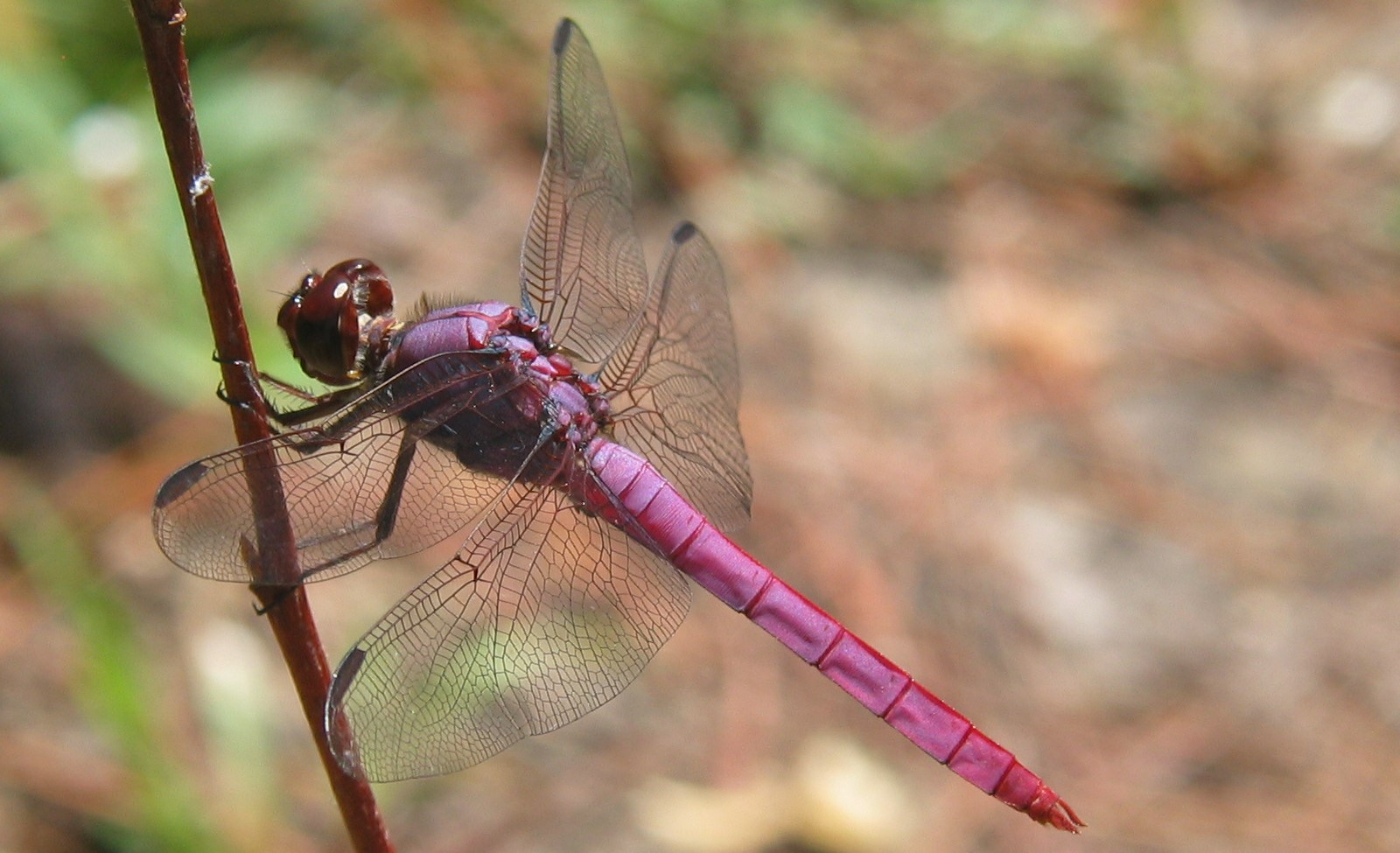 A pink dragonfly perches on a branch.