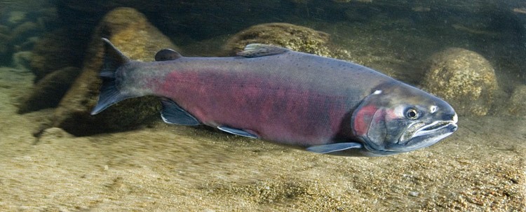 A salmon swims just beneath the water's surface.