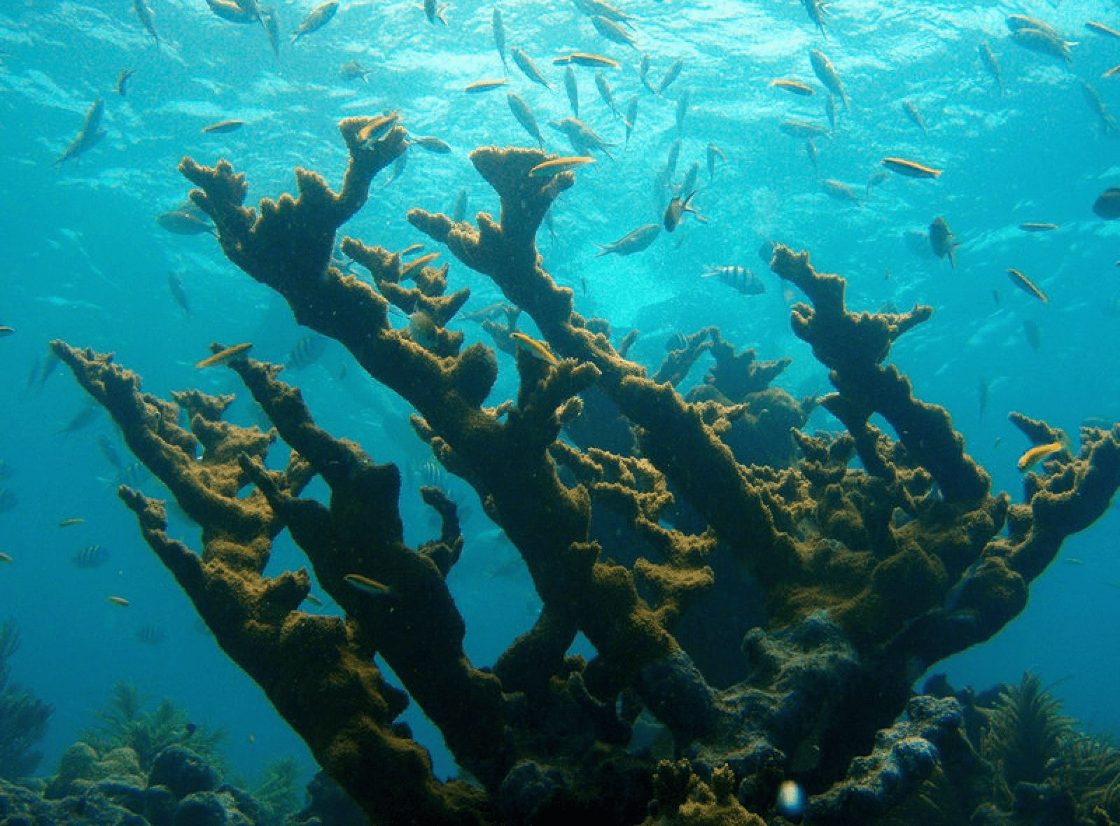 A large coral dazzles under the water's surface.