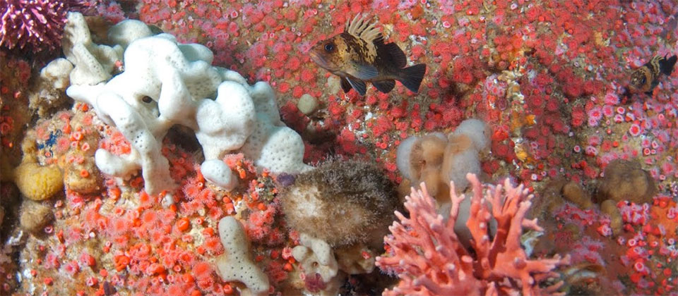 A fish swims next to pink-colored coral and sea anemone.